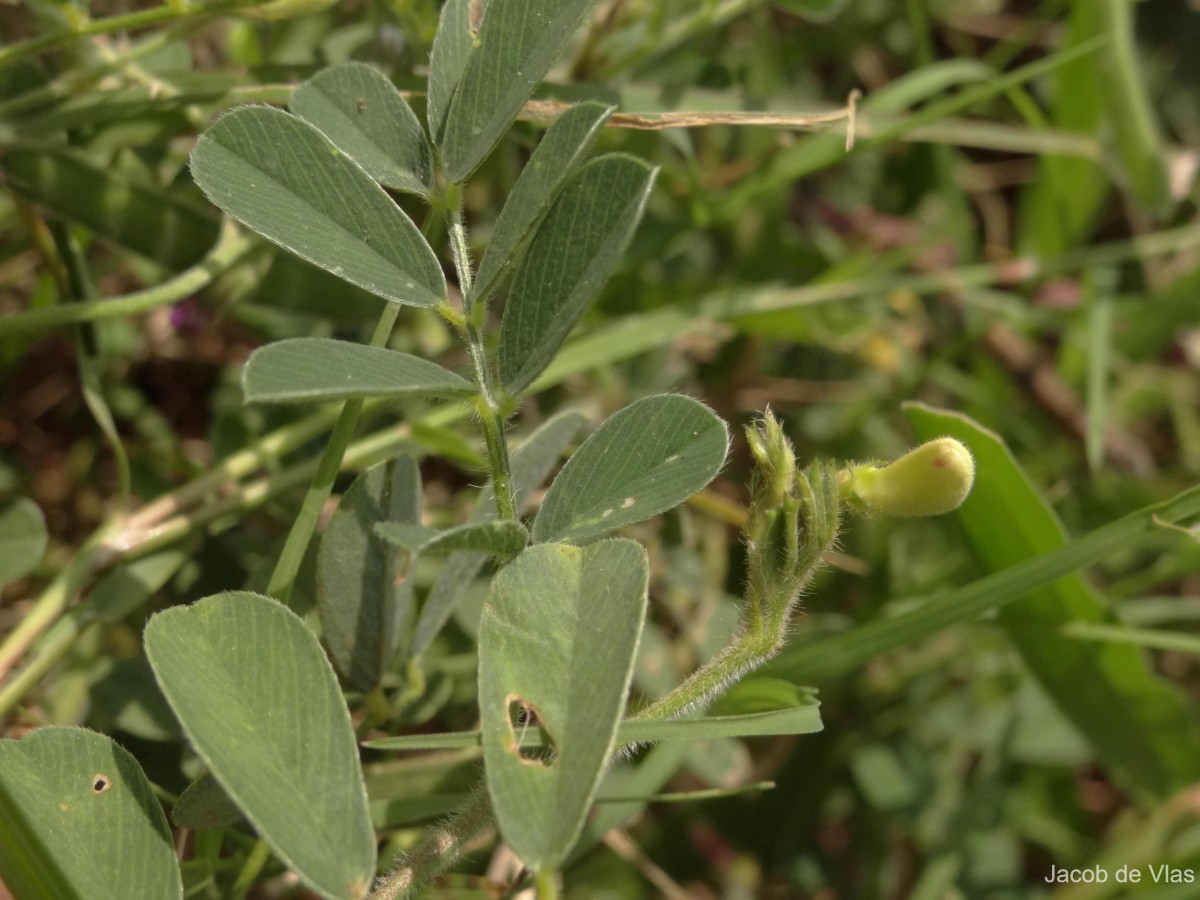 Tephrosia pumila (Lam.) Pers.